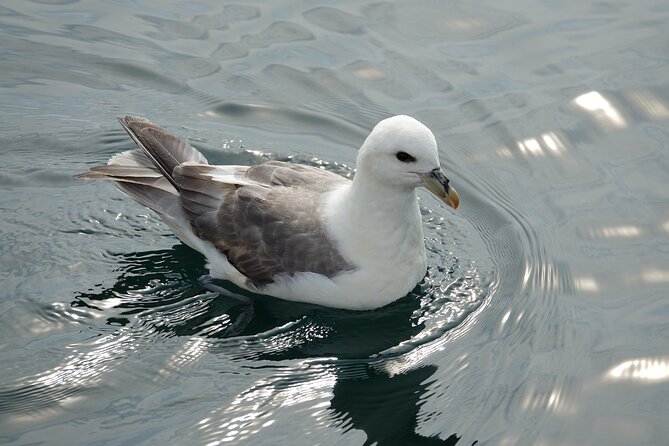 Puffin Observation by Boat From Reykjavik Old Harbour - Booking and Support