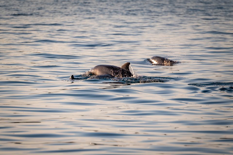 Pula: Brijuni National Park Sunset, Dolphins & Dinner Cruise - Customer Reviews