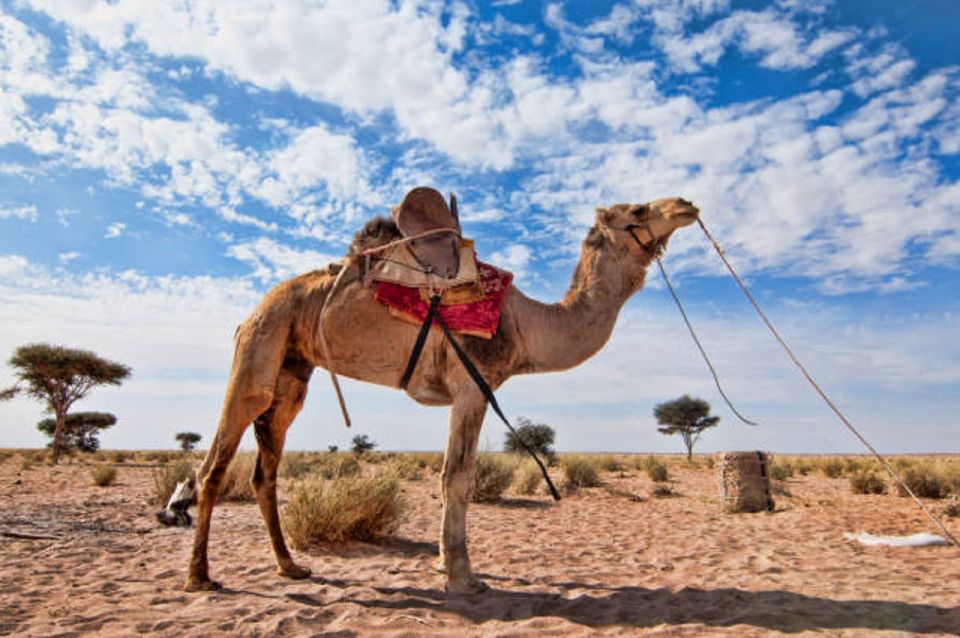 QUAD BIKING AND CAMEL HALF DAY TRIP IN MARRAKESH - Directions