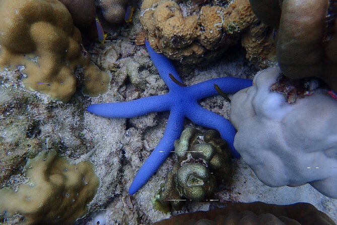 Racha and Coral With Speed Boat Sucuba Dvining With Photo/ Video - Providers Copyright Information