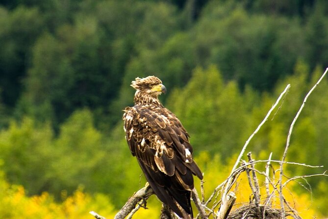 Rafting to Chilkat Bald Eagle Preserve From Haines - Experience Highlights