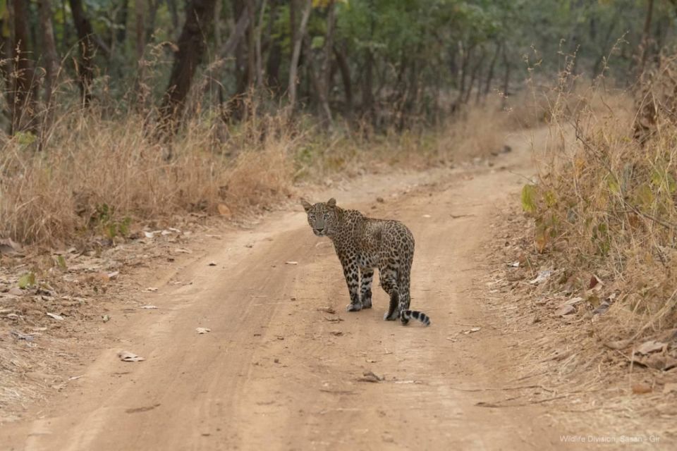 Ranthambore: Skip-the-Line Tiger Safari in Sharing Canter - Inclusions and Additional Information