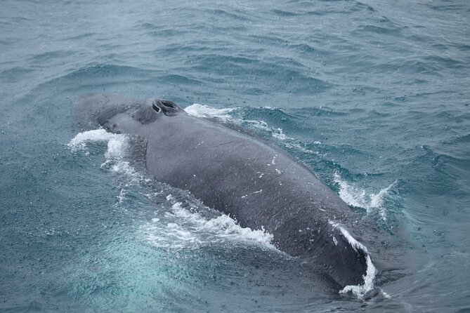 Reykjavik: Minke and Humpback Whale-Watching Tour - Accessibility Information