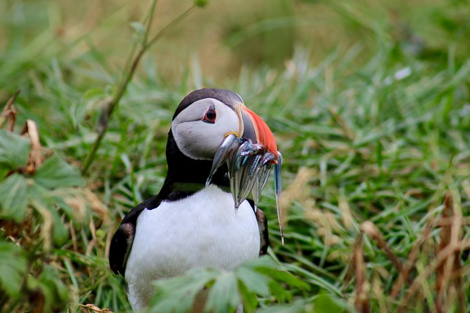 Reykjavik Puffins and Whale-Watching Boat Tour - Traveler Experiences and Reviews