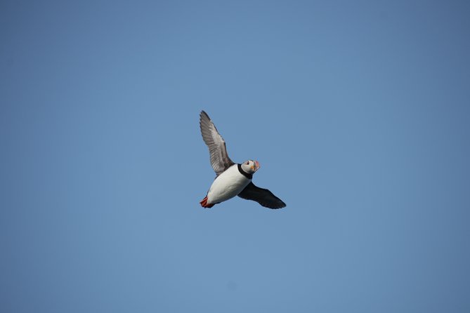 Reykjavik Shore Excursion: Puffin Sightseeing Cruise - Puffin Viewing Experience Insights