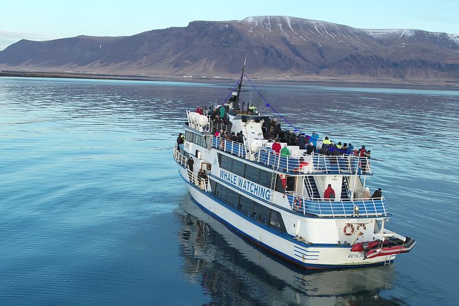 Reykjavik Shore Excursion: Whale-Watching Cruise - Cancellation Policy