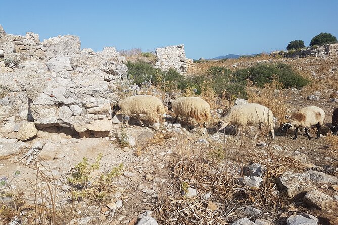 Rhodes Island Shore Excursion Including Lindos & Old Town - Booking Information