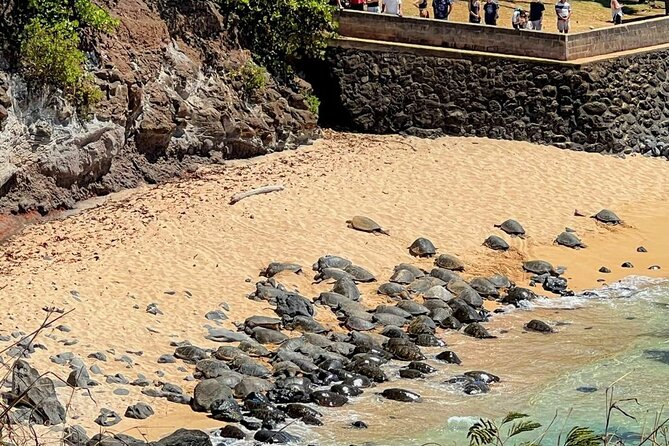 Road to Hana, Black Sand Beach, Waterfalls & Turtles Tour - Enhancing Tour Communication