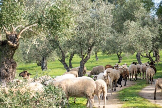 Ronda: Organic Olive Oil Tour With Tasting - Participant Information