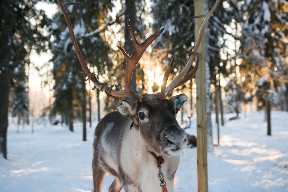 Rovaniemi: Evening Reindeer Safari - Enjoy Hot Drinks in Finnish Kota