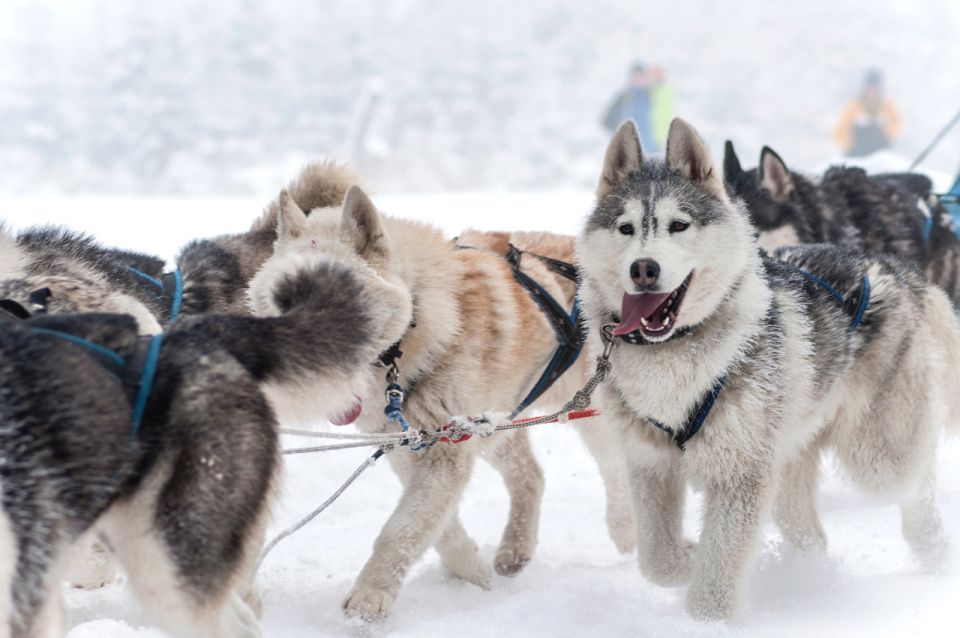 Rovaniemi: Husky & Reindeer Farm Visit With Snowmobile Ride - Customer Feedback