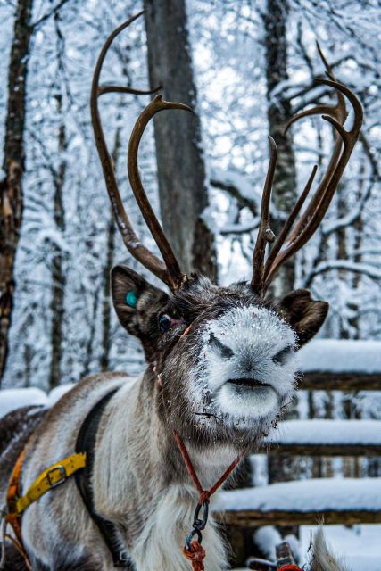Rovaniemi: Local Reindeer Farm Visit With 2 Km Sleigh Ride - Location and Departure Details