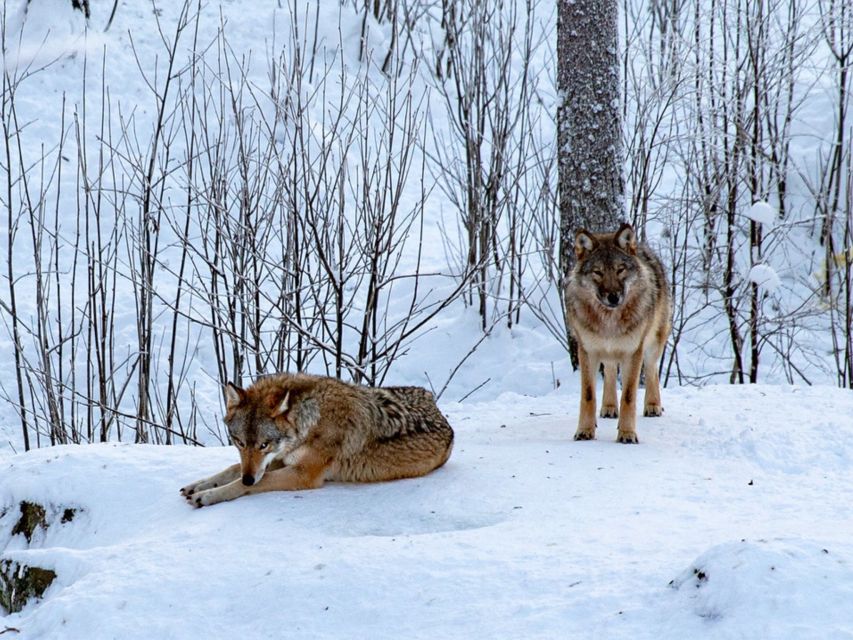 Rovaniemi: Ranua Zoo Small Group Tour & Buffet Lunch - Last Words