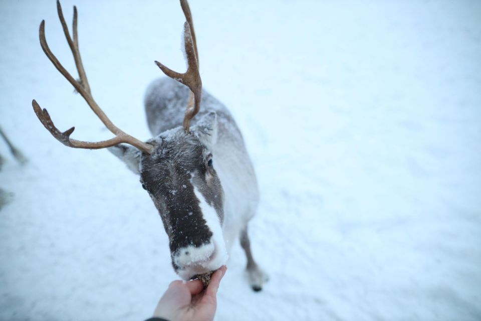 Rovaniemi: Reindeer Farm Tour With Sledge Ride & Pickup - Full Tour Description