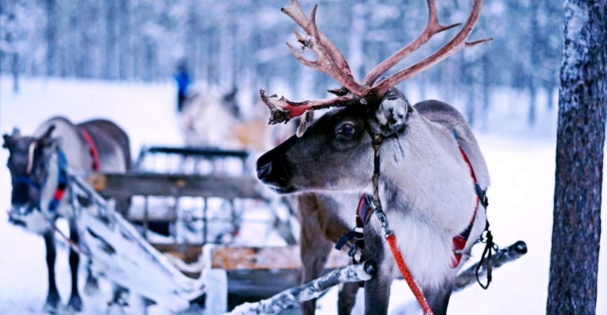 Rovaniemi: Reindeer Safari Tour & 2.5 Km Sled Ride - Pickup Information