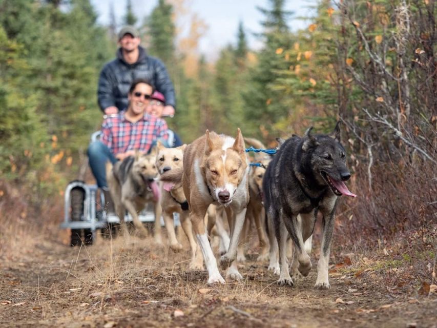 Rovaniemi: Santa Claus Village, Husky Farm, Reindeer Farm - Additional Information