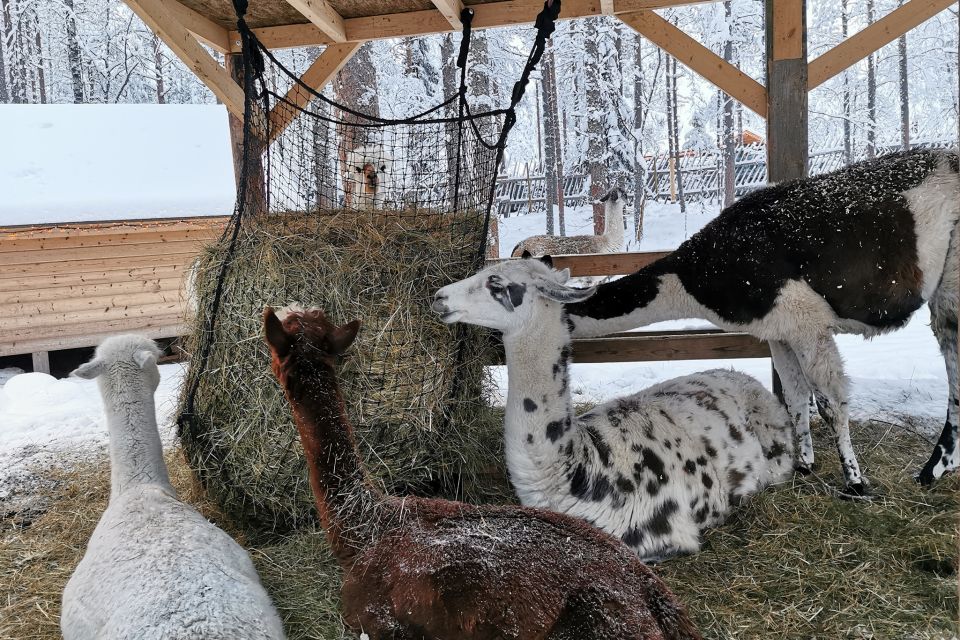 Rovaniemi: Santa's Reindeer, Huskies, Elf Farm & Aurora BBQ - Directions