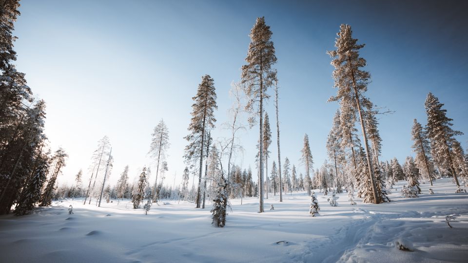 Rovaniemi: Ski Trekking Safari in Lapland - Customer Reviews