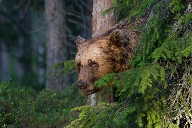 Safe Bear-Watching Experience at Night  - Finland - Last Words