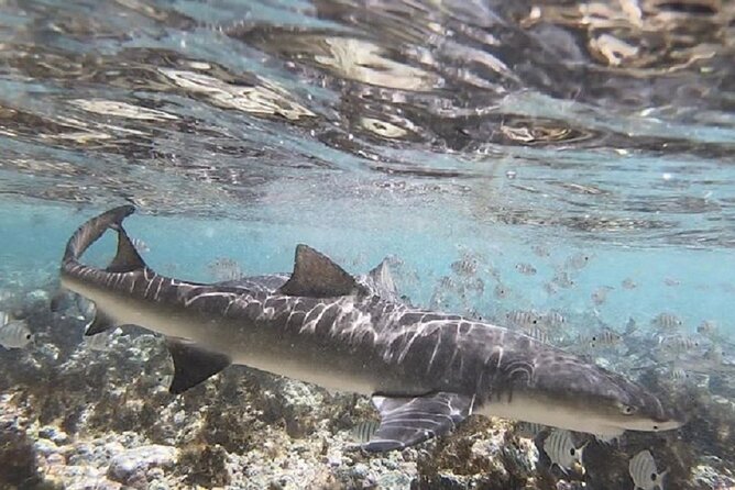 Sal Island: Private Tour Shark Bay Experience From Santa Maria - Common questions