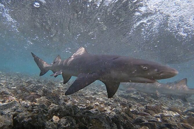 Sal Island: Shark Bay Shark Watching Experience From Santa Maria - Additional Information