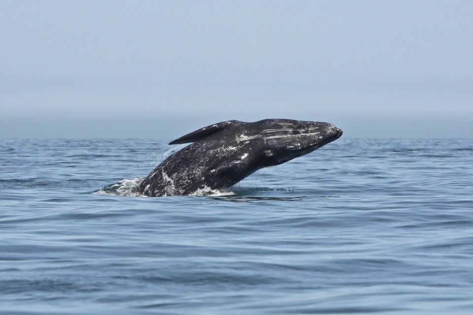 San Diego: Whale Watching Tour - Common questions