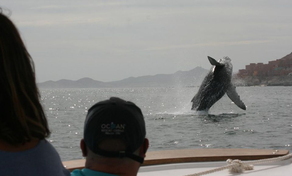 San Jose Del Cabo Whale Watching - Service Features