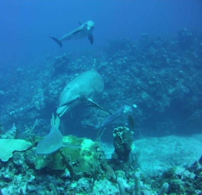 San Pedro, Belize Scuba Diving - Last Words