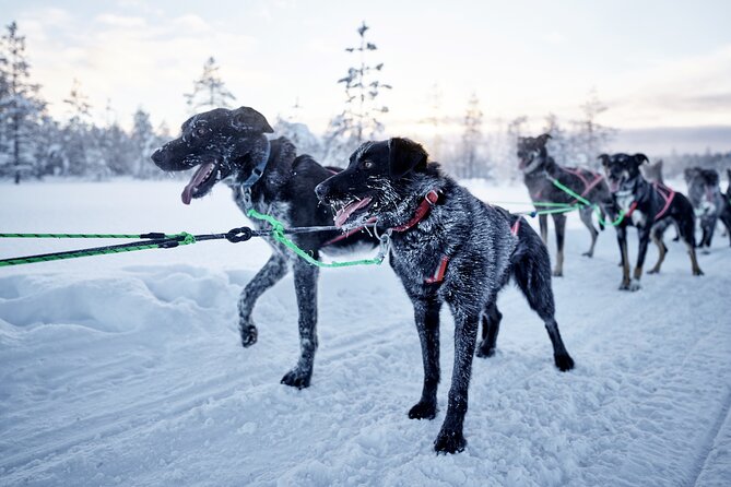 Santas Husky Rides, 2.5km Husky Ride at the Santa Claus Village - Common questions