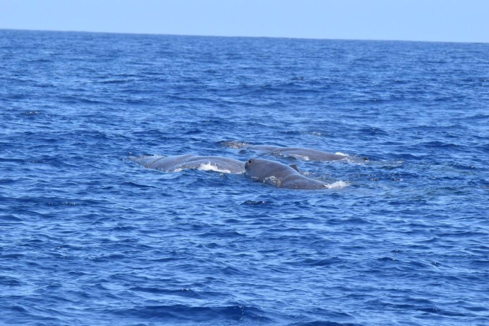 São Jorge Island: Cetaceans in the Heart of Azores - Additional Information
