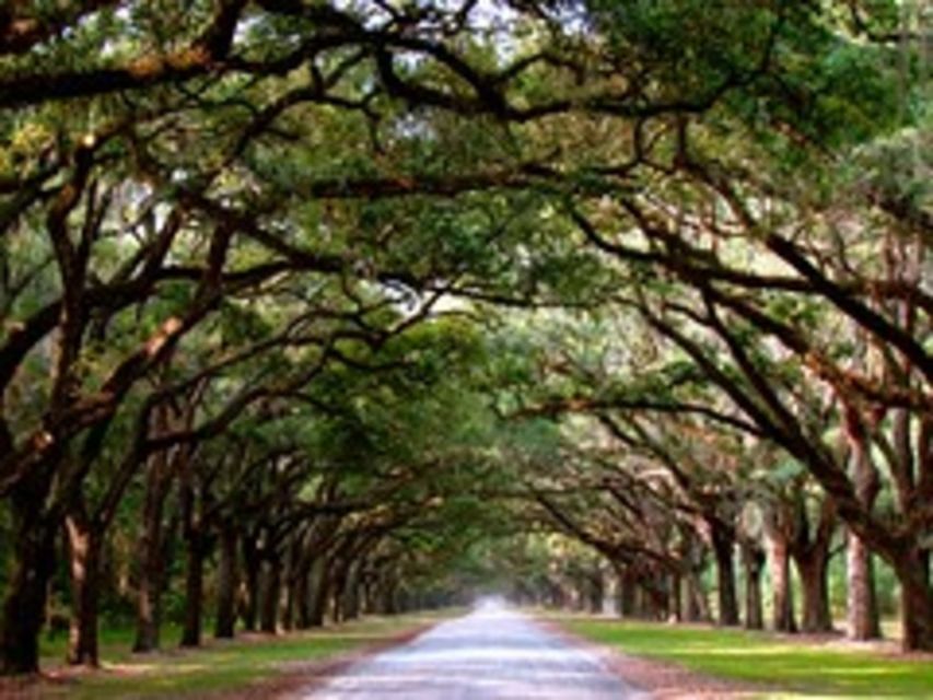 Savannah: Wormsloe Plantation and Bonaventure Cemetery Tour - Tour Highlights