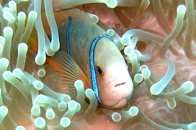 Sea Scooter Jet Snorkeling "Moorea Dream Adventure" - Recommendations