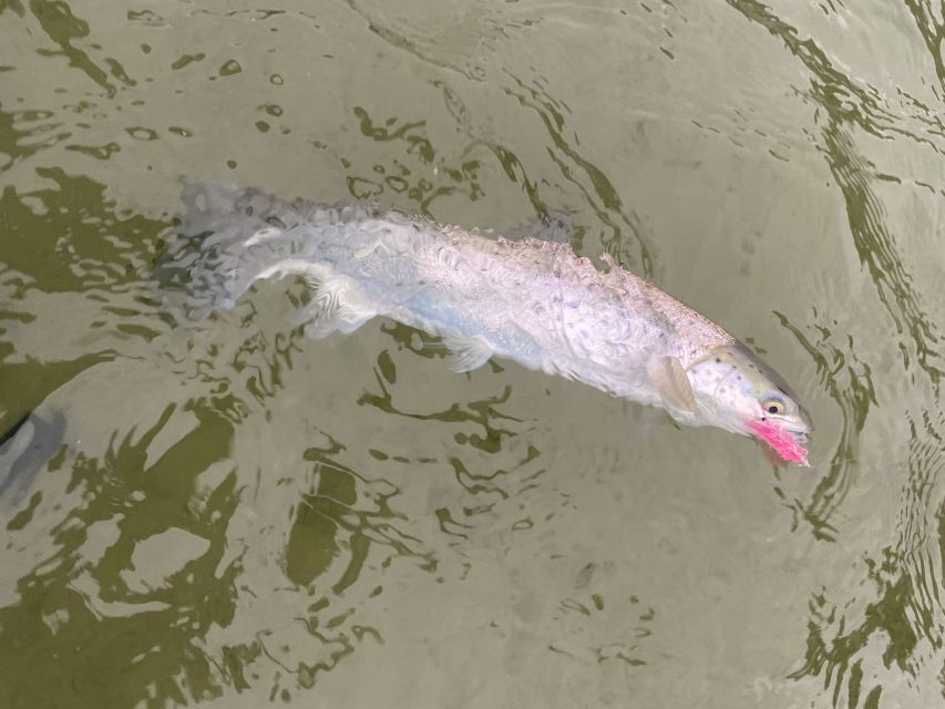 Sea Trout Fishing in the Stockholm Archipelago - Sea Trout Fishing Details