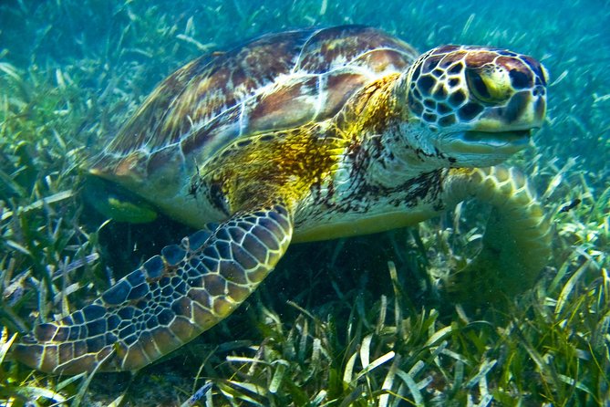 Sea Turtle and Cenotes Tour Snorkeling From Riviera Maya - Itinerary