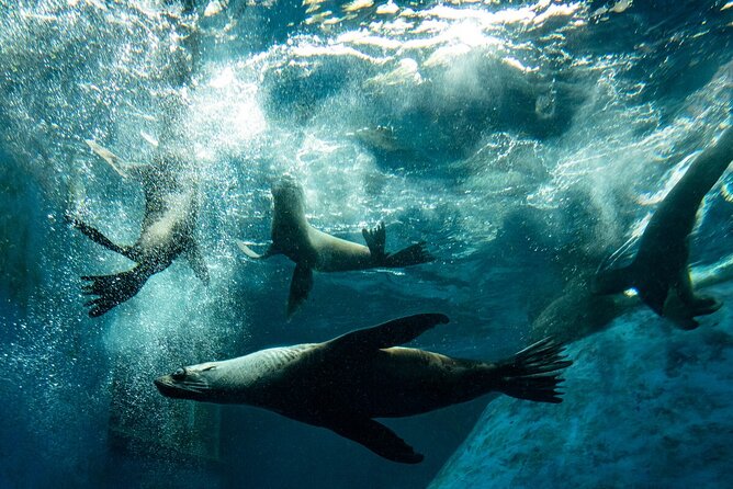 Seal Experience at Melbourne Zoo - Excl. Entry - Directions and Location