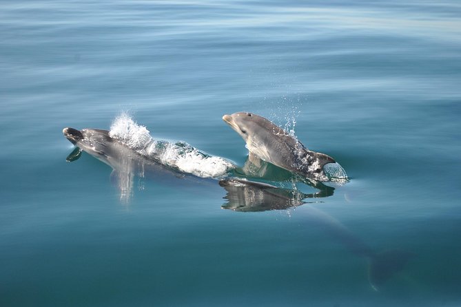 Sealife Sea Safari, Dolphin Watching With Marine Biologists Lagos - Weather Considerations