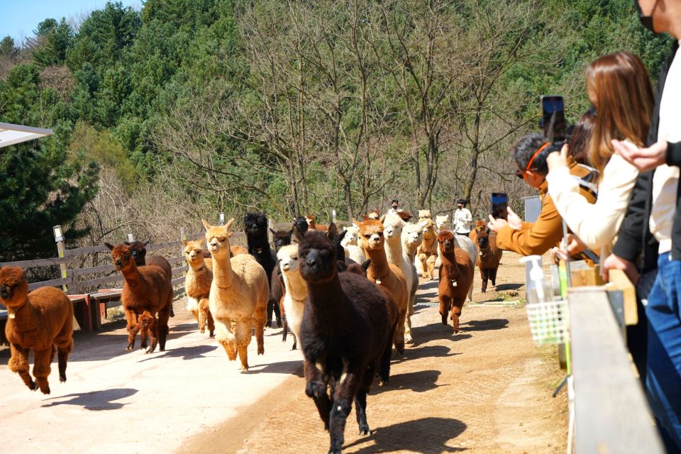 Seoul: Alpaca Land, Nami Tour (Optional Gangchon Railbike) - Reviews