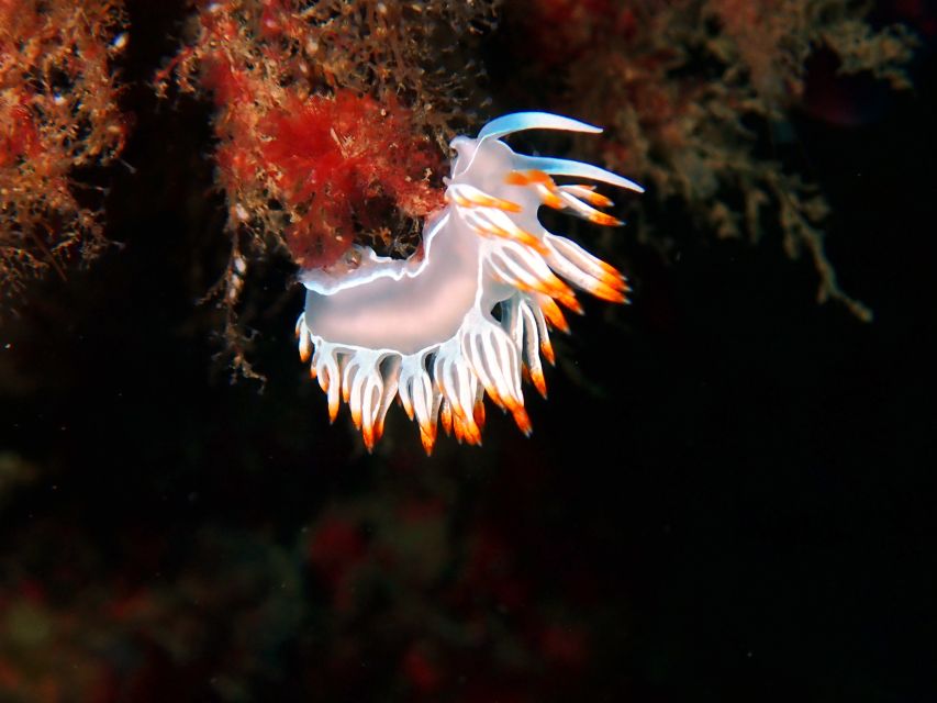 Sesimbra: Arrábida Marine Reserve Scuba Diving Experience - Common questions