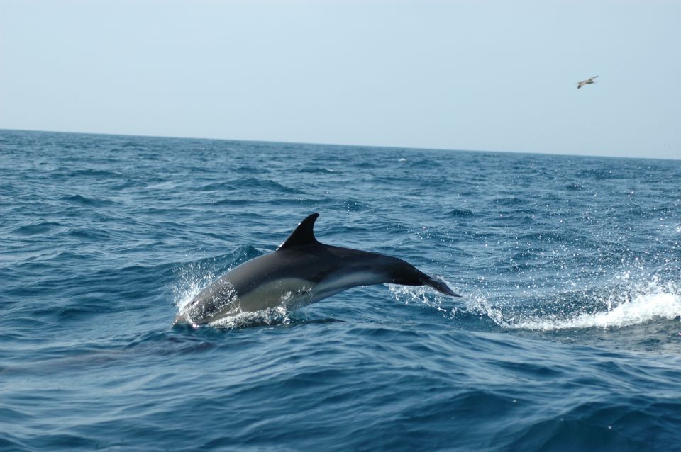 Sesimbra: Eco-friendly Dolphin Watching Tour - Reviews