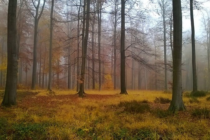 Shinrin Yoku in the Sonian Forest Belgium - Refund Policy Specifics