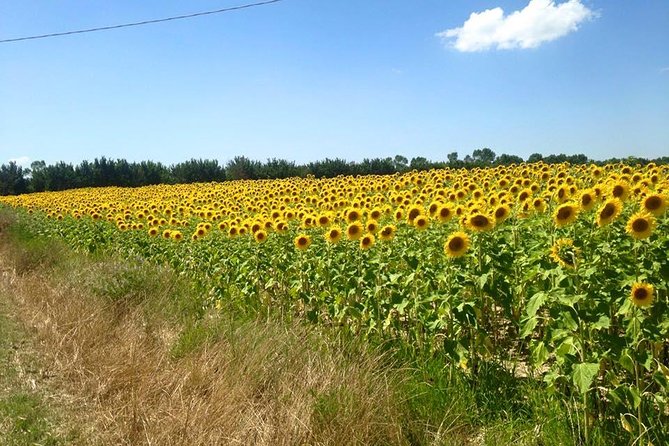 Siena, Cortona, Montepulciano & Val DOrcia From Florence - Semi Private Tour - Additional Support