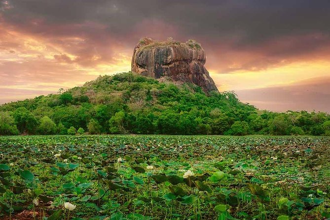 Sigiriya and Dambulla Tour (All Inclusive) - Contact and Booking Information