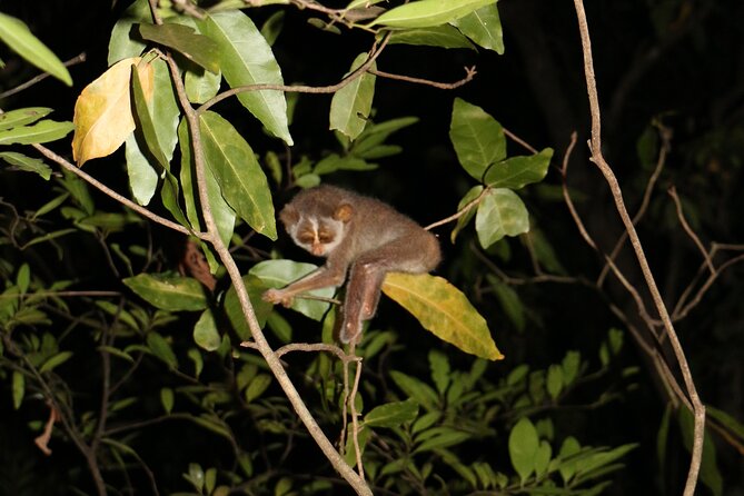 Sigiriya Loris-Tracking Private Nighttime Jungle Walk - Additional Information