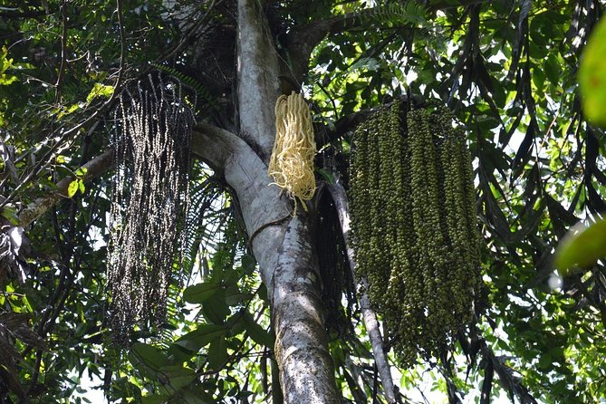 Sinharaja Forest Reserve Private Day Trip With Ranger Guide  - Bentota - Reviews and Assistance