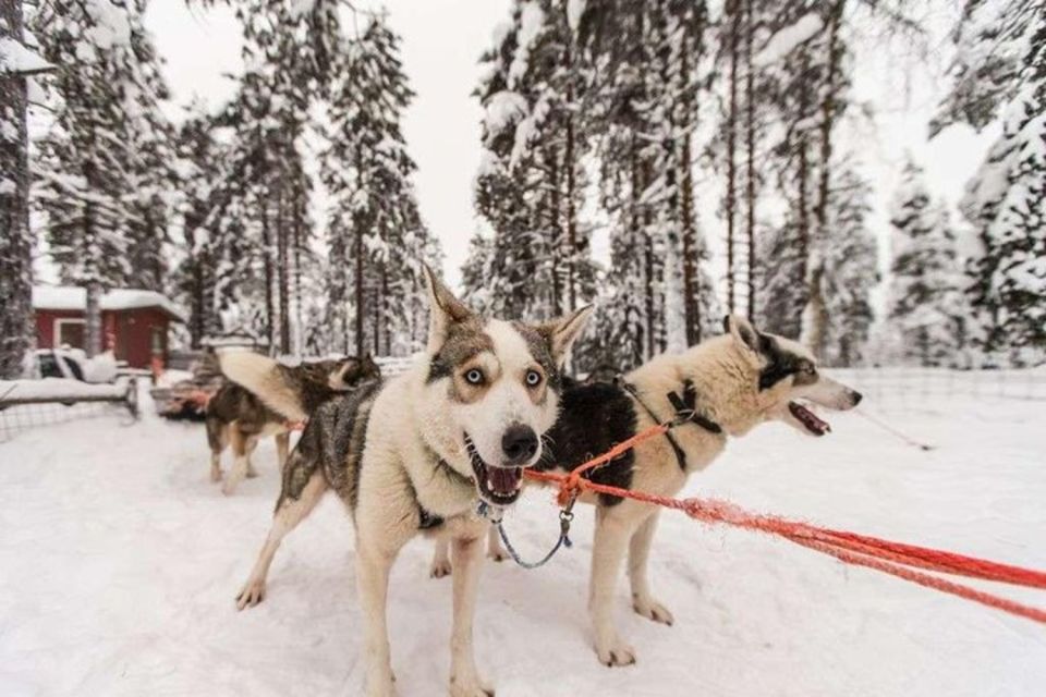 Sirkka: Husky Sled Ride in Levi - Additional Information