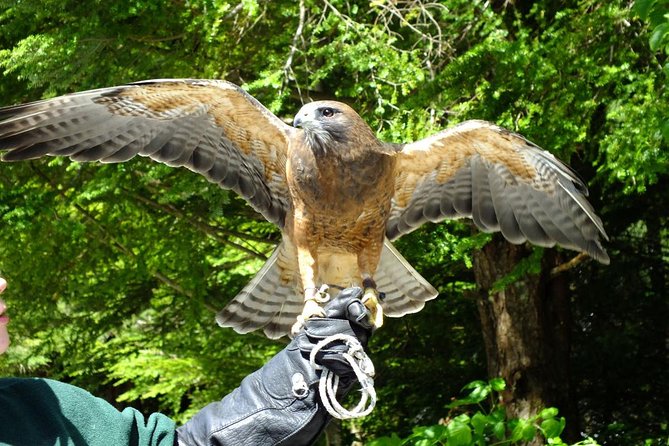 Sitka Premium Tour- Private- Alaska Raptor Center, Fortress of the Bears,Totems - Accommodation and Transportation