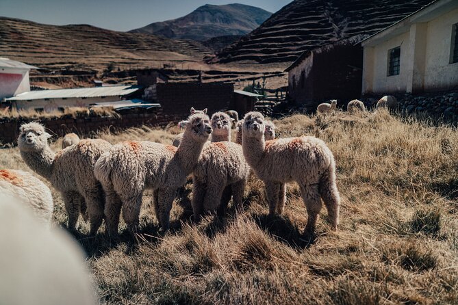 Small-Group 3-day Cusco Tour to Sacred Valley, Machu Picchu & Rainbow Mountain - Additional Information