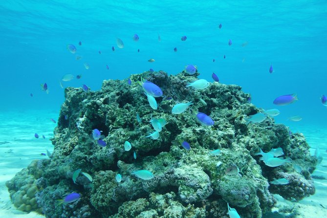 Small-Group Afternoon Snorkeling Tour of The Aquarium, Tahiti - Customer Reviews