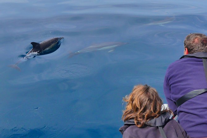 Small Group Dolphin and Wildlife Watching Tour in Faro - Common questions