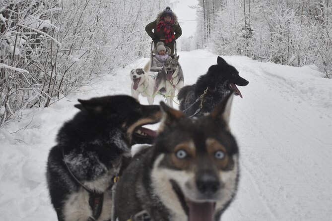 Small-Group Husky Mushing Experience in Rovaniemi - Booking Confirmation